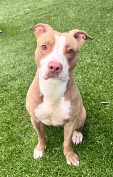 Pit Bull Terrier Dogs Available for Adoption in Pasadena, California - SUGAR | PetCurious