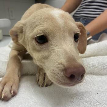 River -  Terrier and Mixed Breed Dog for Adoption in Corpus Christi, Texas - River | PetCurious