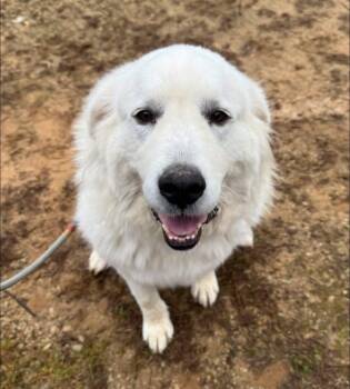 Rescue Great Pyrenees Dogs for Adoption in Neshkoro, Wisconsin - Lola | PetCurious