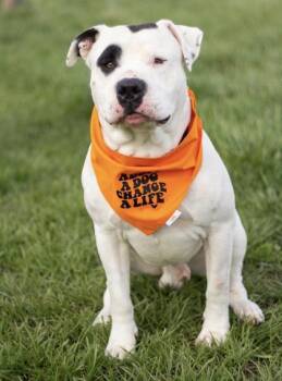 Petey -  Mixed Breed Dog for Adoption in Hamilton, Ohio - Petey | PetCurious