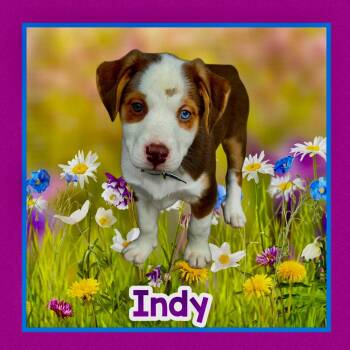 Foxhound and Husky Dogs Available for Adoption in Raleigh, North Carolina - Indy | PetCurious