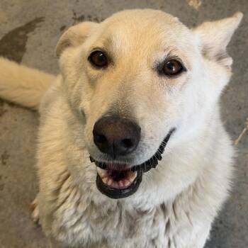 Tish 8829 -  White German Shepherd and Mixed Breed Dog for Adoption in Loxahatchee Groves, Florida - Tish 8829 | PetCurious