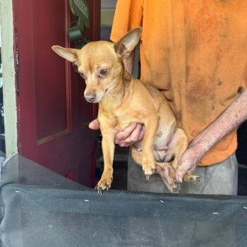 Chihuahua Dogs Available for Adoption in Savannah, Georgia - Sweet Bee | PetCurious