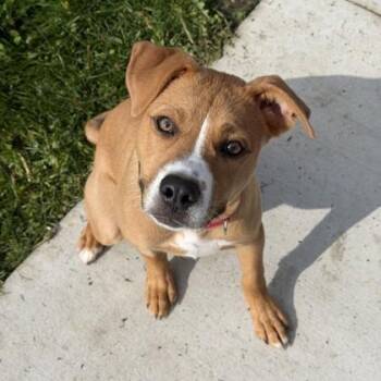 Pit Bull Terrier and Mixed Breed Dogs Available for Adoption in Wheaton, Illinois - Gary | PetCurious