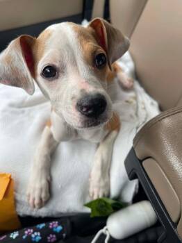 Chihuahua Dogs Available for Adoption in Alexander, Arkansas - Queso | PetCurious