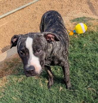 Jason A220464 -  Plott Hound Dog for Adoption in Plano, Texas - Jason A220464 | PetCurious