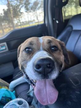 Hound Dogs Available for Adoption - Chuck  | PetCurious