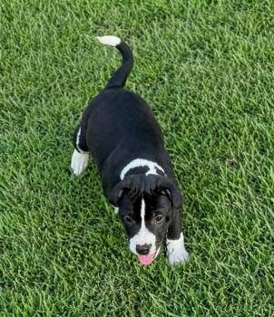 Ryder -  Border Collie and American Staffordshire Terrier Dog for Adoption in Princeton, Massachusetts - Ryder | PetCurious