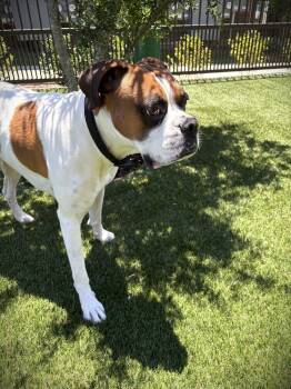 JJ II -  Boxer Dog for Adoption in Hewitt, Texas - JJ II | PetCurious