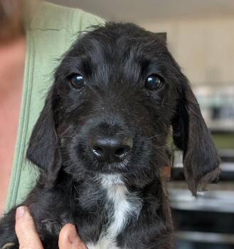 Irish Wolfhound and Bernese Mountain Dog Dogs Available for Adoption - Piffles | PetCurious