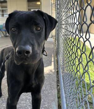 BOY -  Cane Corso Dog for Adoption in Orlando, Florida - BOY | PetCurious