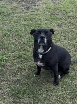 Hachi -  Labrador Retriever and Mixed Breed Dog for Adoption in Daphne, Alabama - Hachi | PetCurious