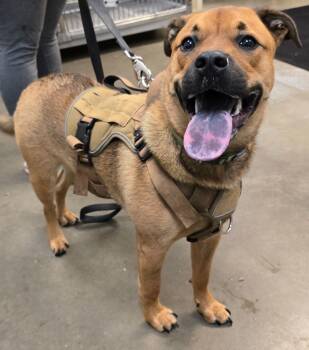 Rescue German Shepherd Dog Dogs for Adoption in Murphysboro, Illinois - Kale | PetCurious