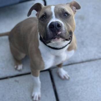 Bria -  Mixed Breed Dog for Adoption in Janesville, Wisconsin - Bria | PetCurious
