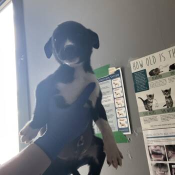 Chester -  Mixed Breed Dog for Adoption in Summerlee, West Virginia - Chester | PetCurious