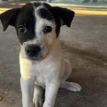 Sage -  Cattle Dog and Great Pyrenees Dog for Adoption in Harlingen, Texas - Sage | PetCurious