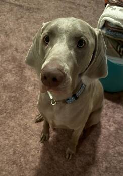 Bentley (Courtesy Post) -  Weimaraner Dog for Adoption - Bentley (Courtesy Post) | PetCurious