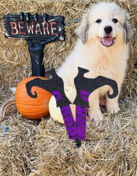 Rescue Great Pyrenees Dogs for Adoption in Albemarle, North Carolina - Selena | PetCurious