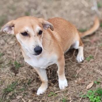 Chiweenie and Chihuahua Dogs Available for Adoption | PetCurious