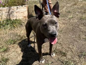 POCKET -  Pit Bull Terrier and Mixed Breed Dog for Adoption in Mckinleyville, California - POCKET | PetCurious