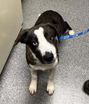 Flower -  Australian Shepherd Dog for Adoption in Jamestown, California - Flower | PetCurious