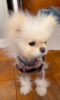 Snowball -  Pomeranian and Chinese Crested Dog Dog for Adoption in Toronto, Ontario - Snowball | PetCurious