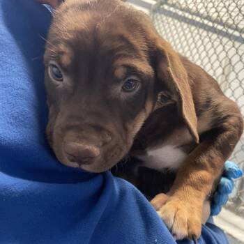 Cooper -  Rottweiler and Chihuahua Dog for Adoption in Goleta, California - Cooper | PetCurious