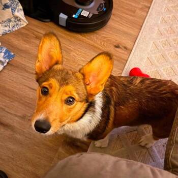 Benny -  Cardigan Welsh Corgi and Corgi Dog for Adoption in Huntsville, Alabama - Benny | PetCurious