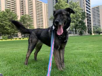 Pepper -  German Shepherd Dog and Husky Dog for Adoption in Toronto, Ontario - Pepper | PetCurious
