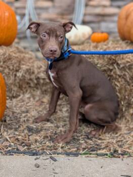 Rescue Chocolate Labrador Retriever and Terrier Dogs for Adoption in Aiken, South Carolina - Olivia | PetCurious