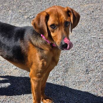 Hound Dogs Available for Adoption in Glenfield, New York - Sherlock | PetCurious