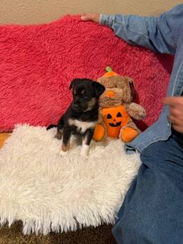 Frieda -  Mixed Breed Dog for Adoption in Hot Springs, South Dakota - Frieda | PetCurious
