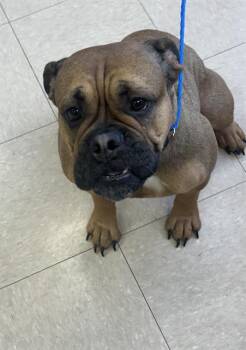 English Bulldog Dogs Available for Adoption in Killeen, Texas - COCO | PetCurious