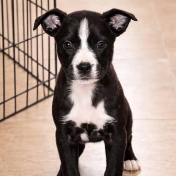 Mixed Breed Dogs Available for Adoption - Eloise | PetCurious
