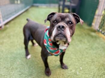 Rescue Mixed Breed Dogs for Adoption in New York, New York - Orbot | PetCurious