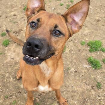 BRUNO -  German Shepherd Dog Dog for Adoption in Athens, Alabama - BRUNO | PetCurious