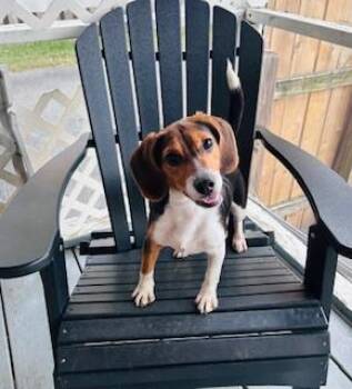 Rescue Beagle and Hound Dogs for Adoption in Glen Allen, Virginia - Rayne | PetCurious