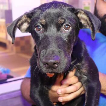 Herman -  Mixed Breed Dog for Adoption in Port Washington, New York - Herman | PetCurious