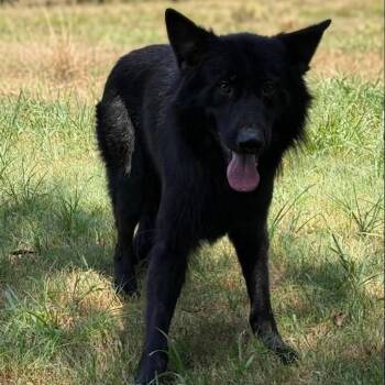 Simon GSD -  German Shepherd Dog Dog for Adoption in Caldwell, Texas - Simon GSD | PetCurious