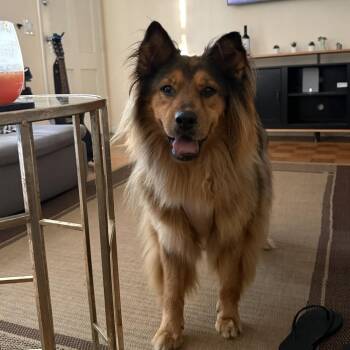 Coco -  Chow Chow Dog for Adoption in San Diego, California - Coco | PetCurious