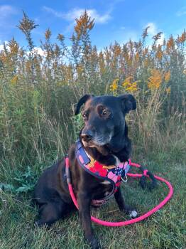 Princess -  Labrador Retriever and Border Collie Dog for Adoption in Lincoln, Michigan - Princess | PetCurious