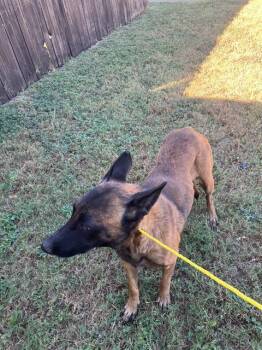 Rescue Mixed Breed Dogs for Adoption in Dallas, Texas - SUSAN | PetCurious