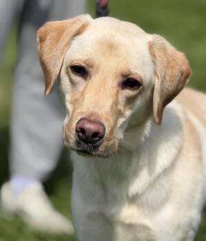 NAHLA -  Labrador Retriever Dog for Adoption in Canfield, Ohio - NAHLA | PetCurious