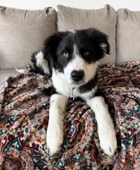 Border Collie and Great Pyrenees Dogs Available for Adoption - Bandit | PetCurious