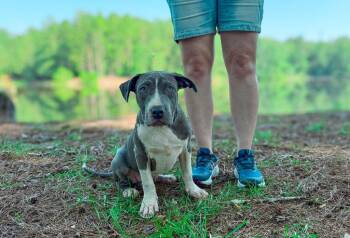 Smoke -  Pit Bull Terrier Dog for Adoption in Macon, Georgia - Smoke | PetCurious