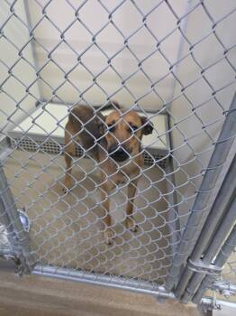 Tuty -  Australian Cattle Dog Blue Heeler Dog for Adoption in Rawlins, Wyoming - Tuty | PetCurious