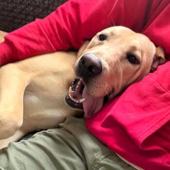 Milo -  Yellow Labrador Retriever and Golden Retriever Dog for Adoption in Michigan City, Indiana - Milo | PetCurious