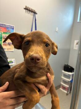 Marcona -  Australian Shepherd Dog for Adoption in Bloomington, Indiana - Marcona | PetCurious