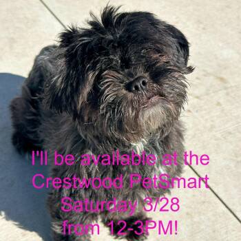 Mixed Breed Dogs Available for Adoption - Choco | PetCurious