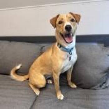 Nyla -  Mixed Breed Dog for Adoption in Lansing, Michigan - Nyla | PetCurious